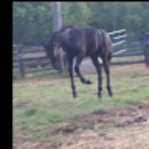 Meet your Posher, Susanne